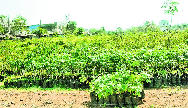 కారాగారంలో ఖైదీల వనం