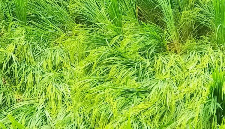 రైతును నిండా ముంచిన వానలు