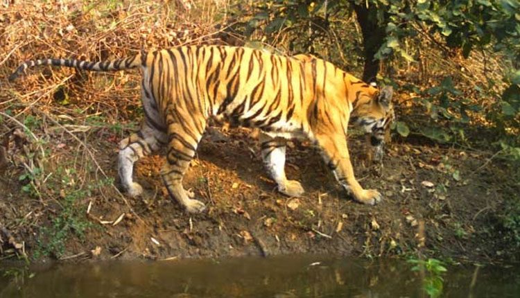 గ‌ర్భిణీ పులిని సజీవ ద‌హ‌నం చేసిన వేట‌గాళ్లు