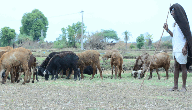 సఘాలకు జవ జీవాలు