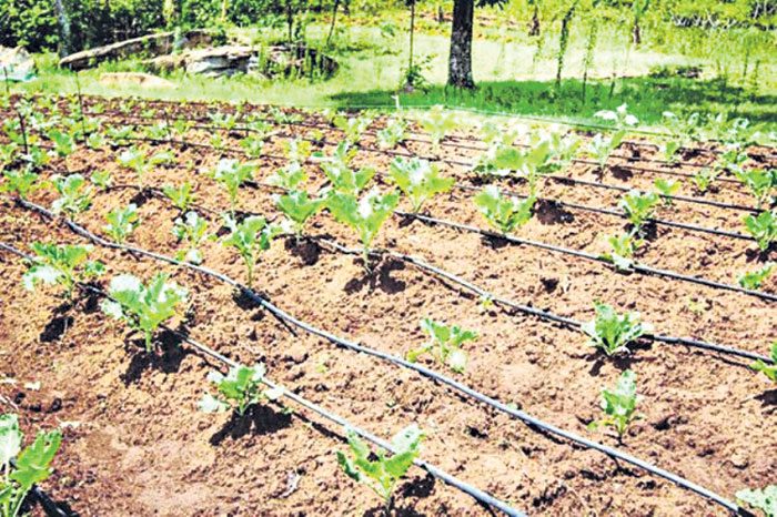 బిందు సేద్యం.. సర్కారు సాయం