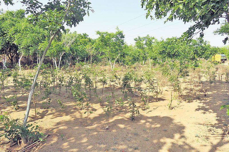 నయా నర్సాపూర్‌