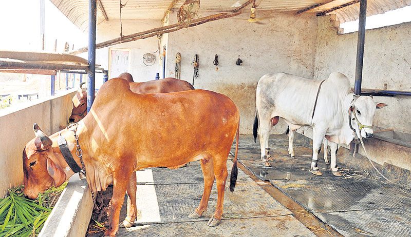 మార్పు కోసం గో ఆధారిత సేద్యం