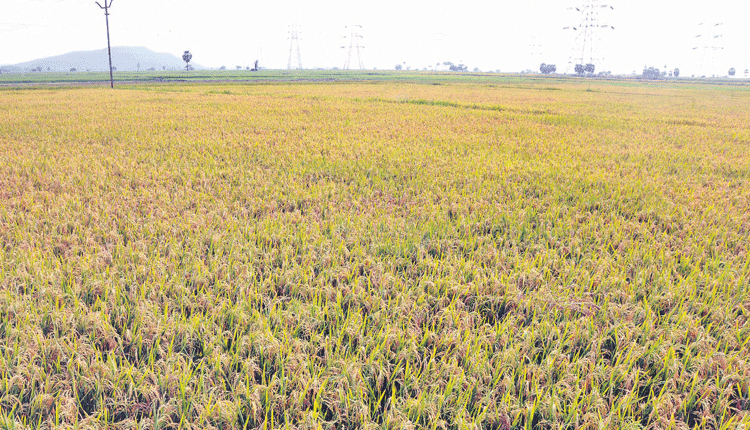 ధాన్యసిరులు