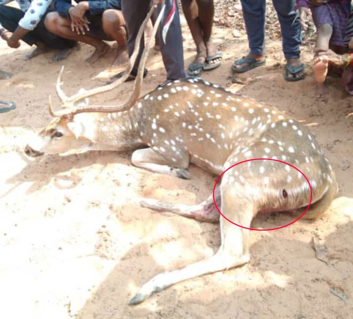 అడ‌వి దుప్పిపై వీధి కుక్క‌లు దాడి