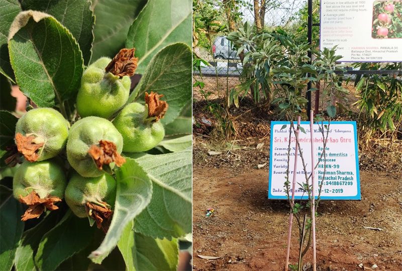 సీఎం నాటిన యాపిల్‌ మొక్క కాతకొచ్చింది