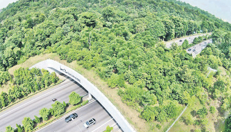 పులుల సంరక్షణకు ఎకో బ్రిడ్జిలు