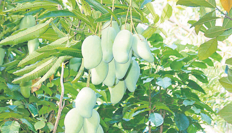 మామిడి కొనుగోళ్లకు సెర్ప్‌ రెడీ