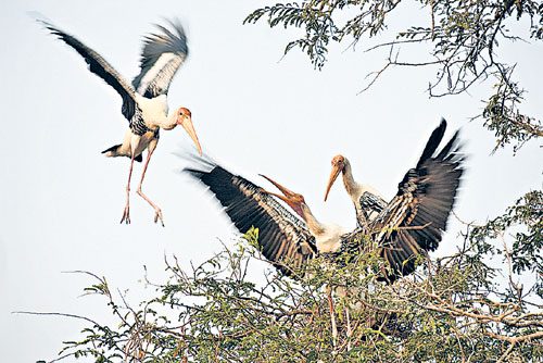 సైబీరియన్‌ పక్షుల సందడి