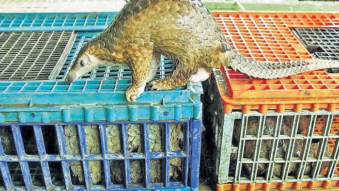 మార్కెట్లలో వన్యప్రాణుల అమ్మకాలు ఆపాలి డబ్ల్యూహెచ్‌వో