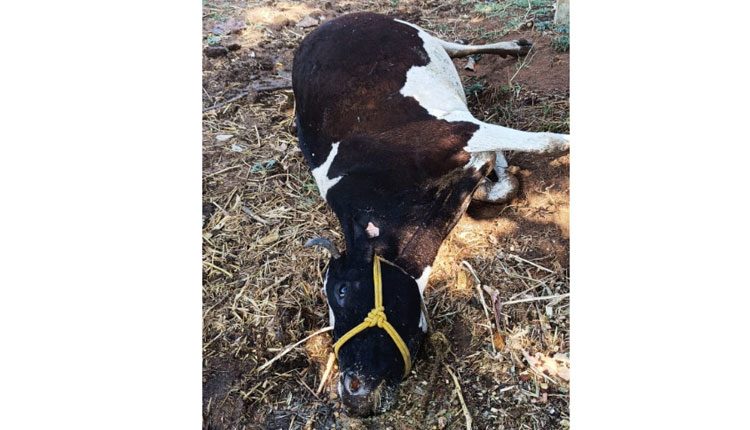 పిడుగు పాటుకు ఆవు మృతి