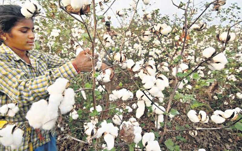 1.62 కోట్ల ఎకరాల్లో సాగు