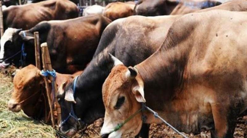 పకడ్బందీగా పశు సంరక్షణ