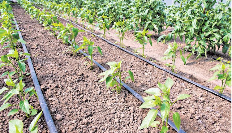 ‘మెట్ట’కు డ్రిప్‌