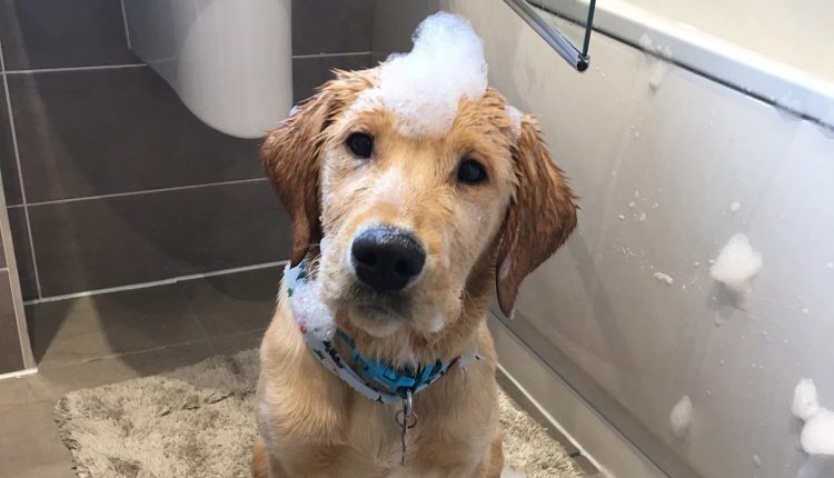 య‌జ‌మాని ప్రాణాన్ని కాపాడిన పెంపుడు  కుక్క