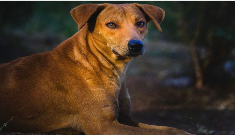 పార్కింగ్‌ ఏరియాలో నీచం : శునకంపై వృద్ధుడి లైంగిక దాడి