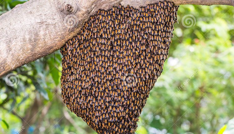 తేనెటీగల దాడిలో ఏడుగురికి గాయాలు