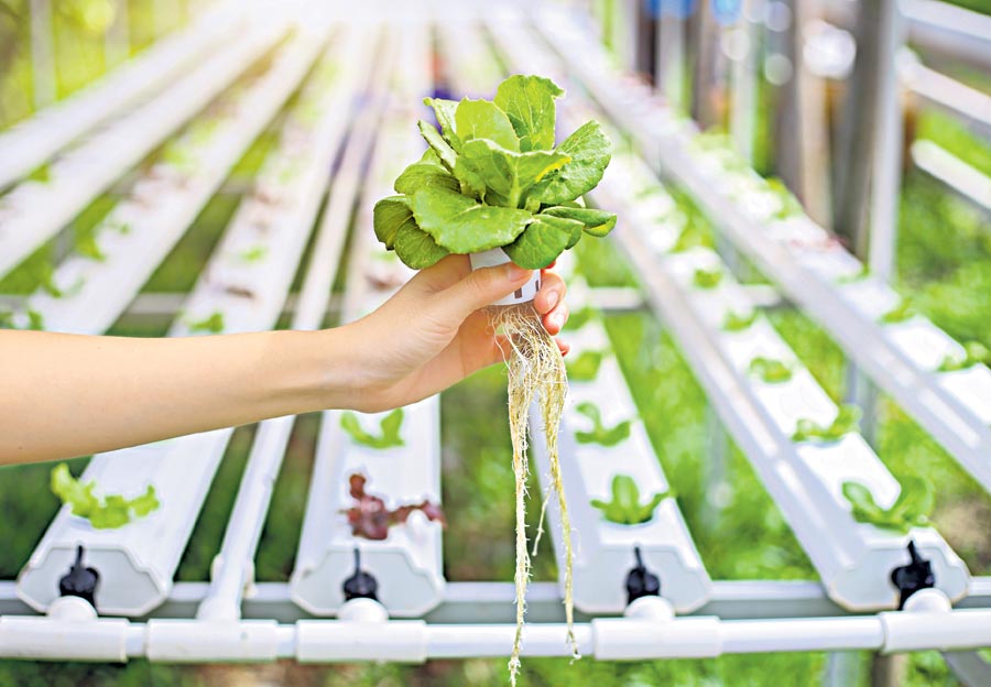 హైడ్రోతో అద్భుతాలు.. సాఫ్ట్‌వేర్‌ దంపతుల వినూత్న వ్యవసాయం