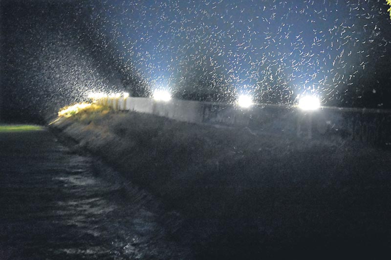 బాబోయ్‌ పురుగులు!