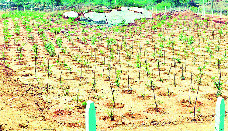 నేరడ..అభివృద్ధి జాడ..