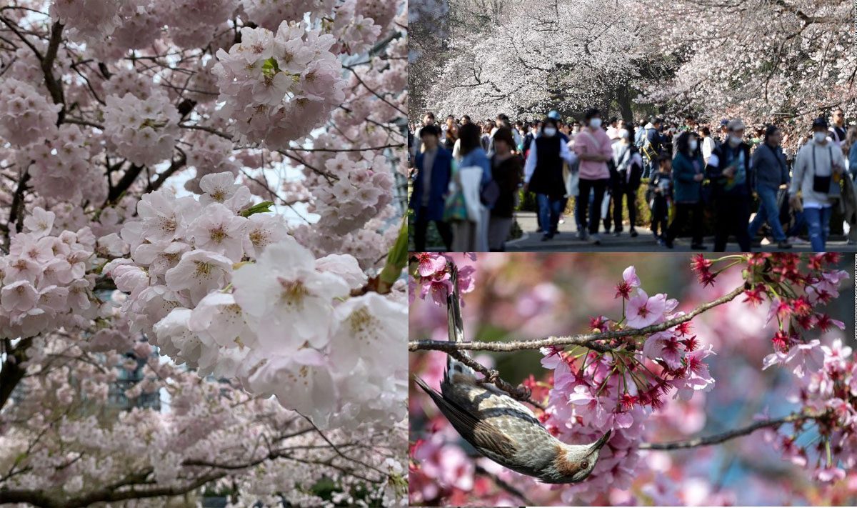 ముందే పూసిన పూలు.. టెన్షన్‌పడ్డ జపాన్ వాసులు