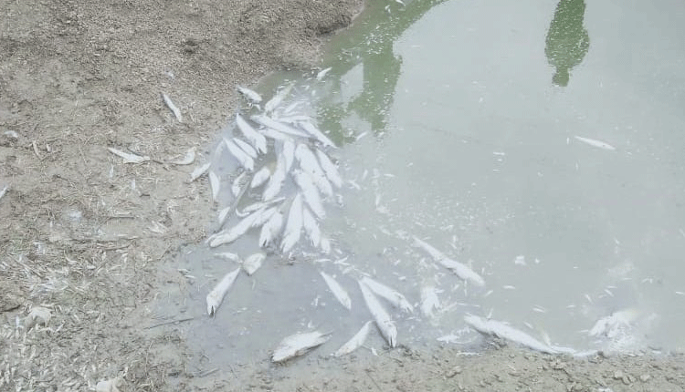 రూ. 4 లక్షల చేపలు మృతి