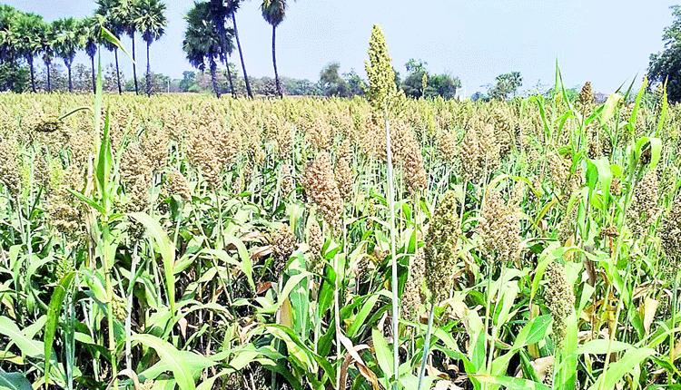 మాగి జొన్నకు మస్త్‌ గిరాకీ