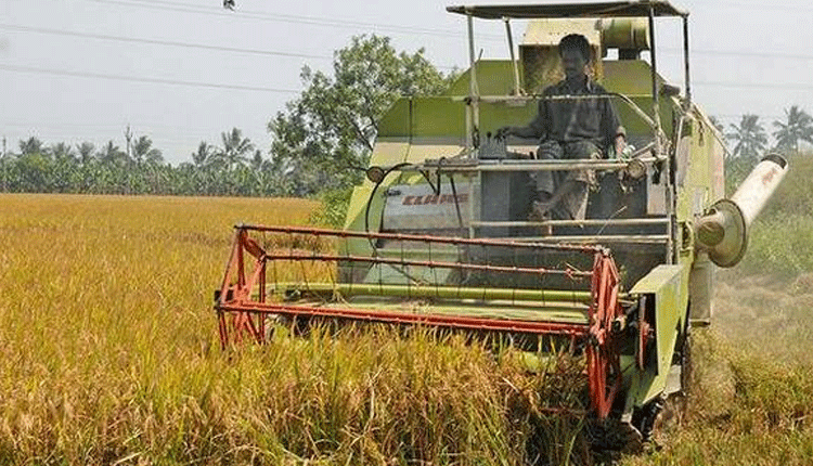 జోరుగా వరి కోతలు