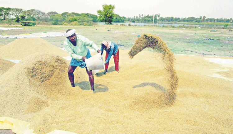 యాసంగి సిరులు..