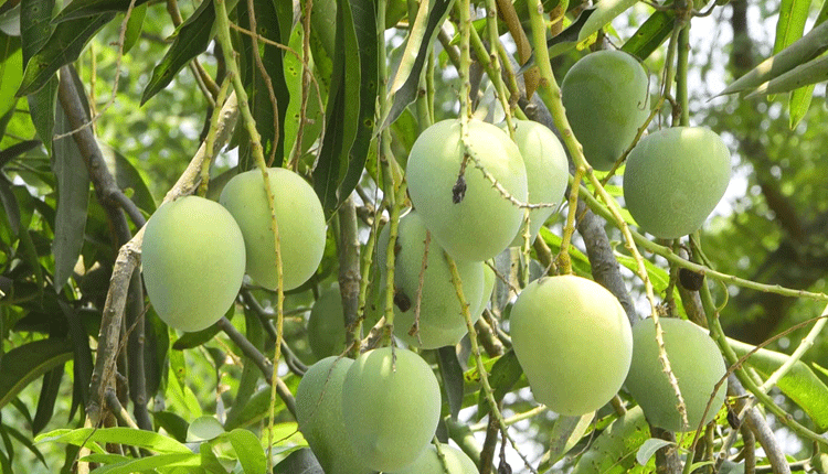 మామిడి కోతలు షురూ