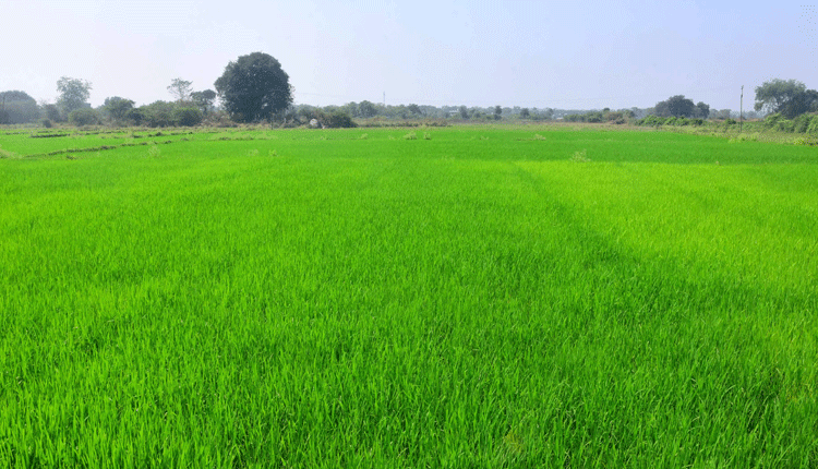 యాసంగిలో పెరిగిన సాగు