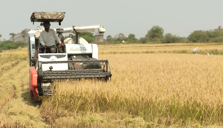 పెరిగిన దిగుబడి.. మురిసిన రైతు
