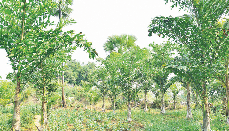 ‘గీత’మార్చనున్న గిరుక తాళ్లు