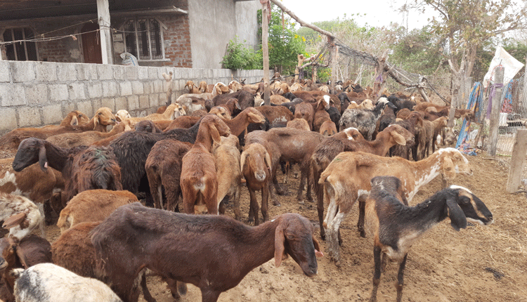 గొర్రెల గోల్‌మాల్‌పై సీరియస్‌