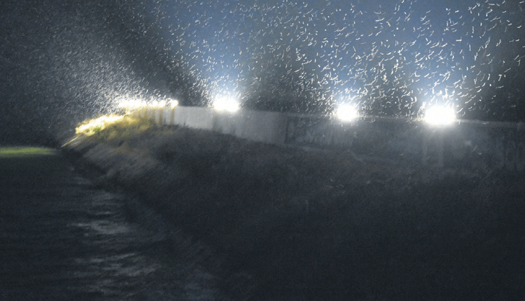 పురుగులతో పరేషాన్‌