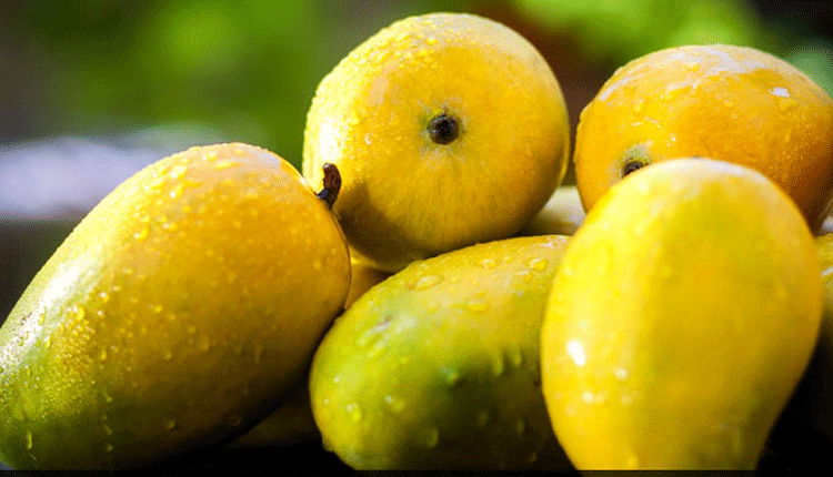 కార్బైడ్ తో పండించిన మామిడి పండ్లలను ఇలా గుర్తించండి..!