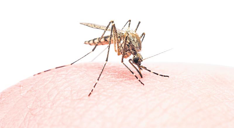 దోమను దోమతోనే చంపే వ్యూహం