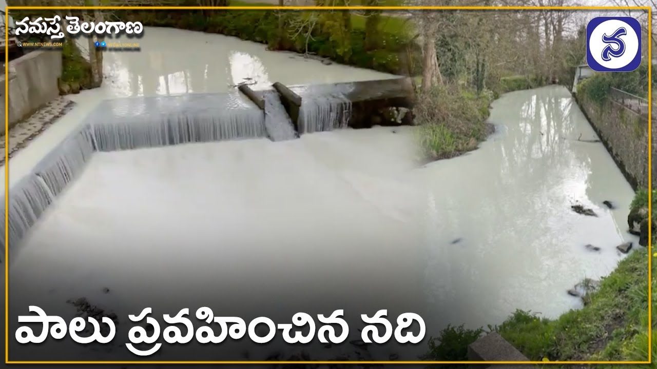 ఆ నది నిండా పాలే పాలు.. ఎక్కడో తెలుసా?