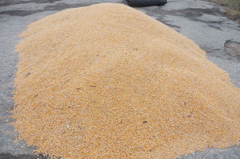 ఎకరానికి 50 క్వింటాళ్లు