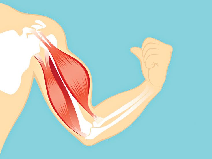 కండరాలకు అండగా!