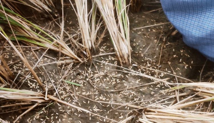 బచ్చన్నపేటలో వడగళ్ల వాన