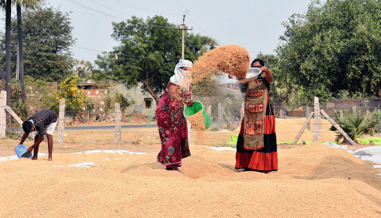 ధాన్యం కొనుగోలుకు 194 కేంద్రాలు