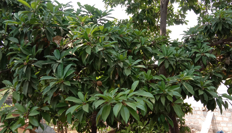 సపోట సాగు లాభాల్లో