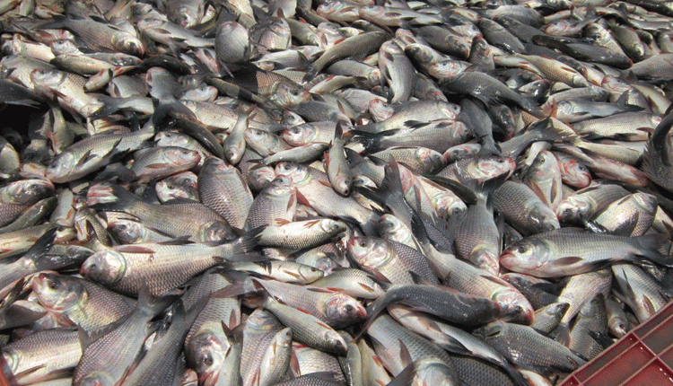 మత్స్య విలాపం