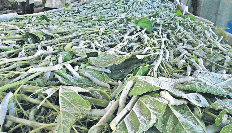 మల్బరీ పెట్టు..ఆదాయం పట్టు..