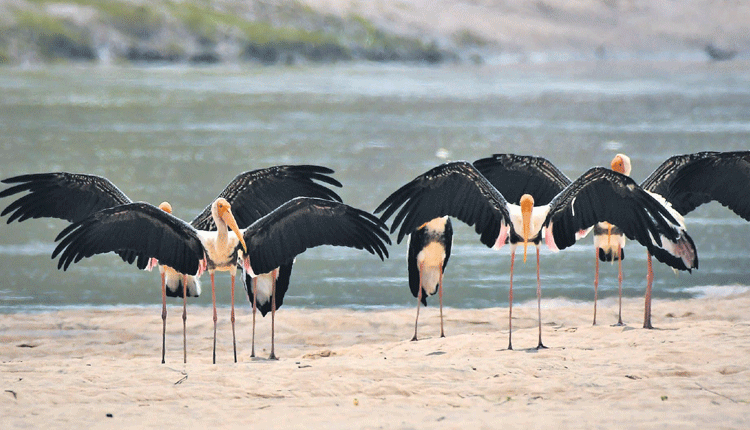 వసంత విహంగాలు..