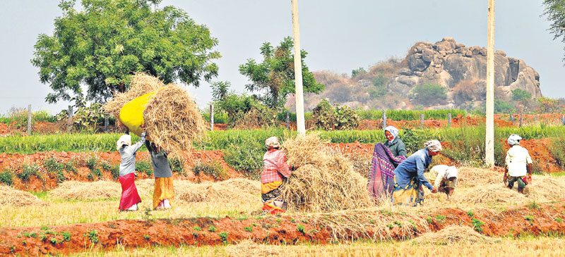 వరి మాణిక్యాపురం