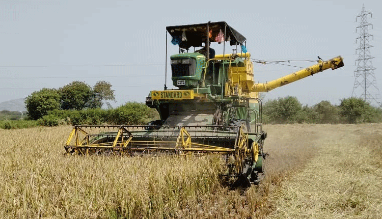 ముమ్మరంగా వరి కోతలు