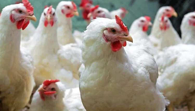 ఘాటెక్కిన కోడికూర