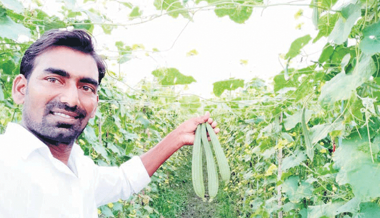 విదేశాలను వదిలి..సాగు బాటలో కదిలి..